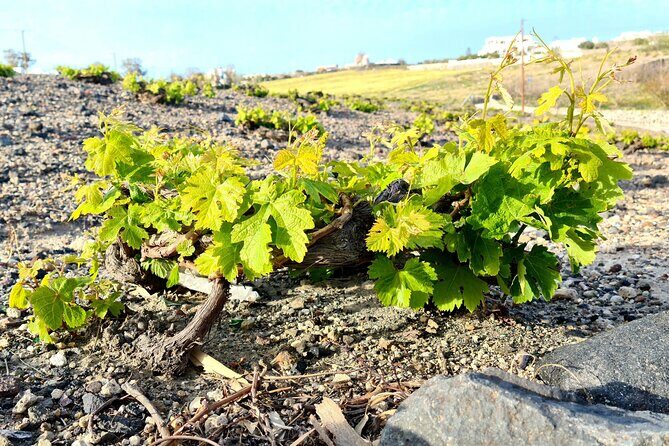 Sanotini Oia Wine Tasting and Local Places Half Day Tour - FAQ