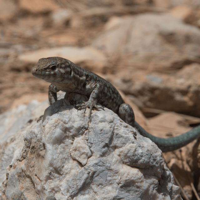 Sant Elm: Visit Dragonera Island by Boat - Experience Highlights