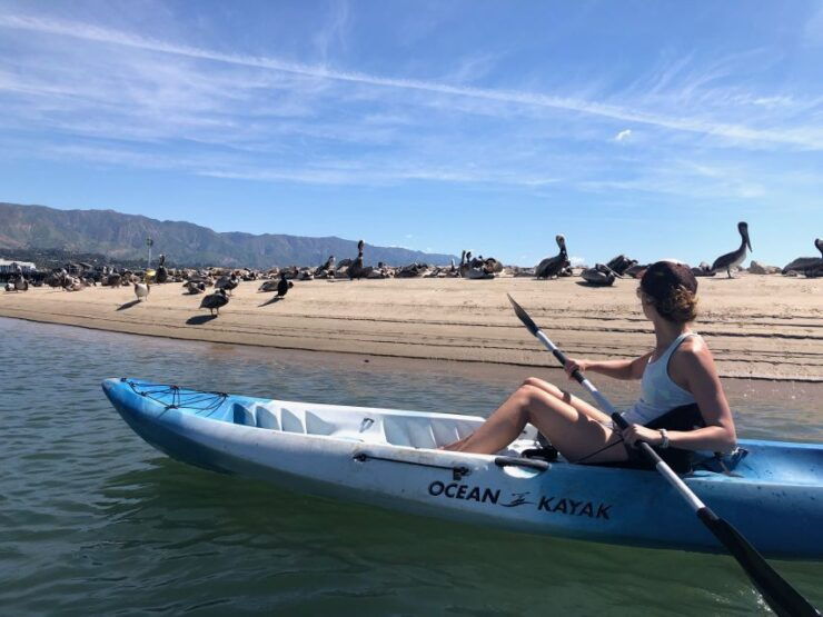 Santa Barbara: 1.5-Hour Harbor Kayak Tour - Experience Highlights