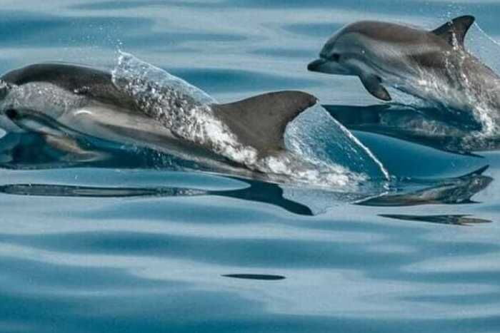 Santa Barbara: Catamaran Coastal Cruise - Activity Details