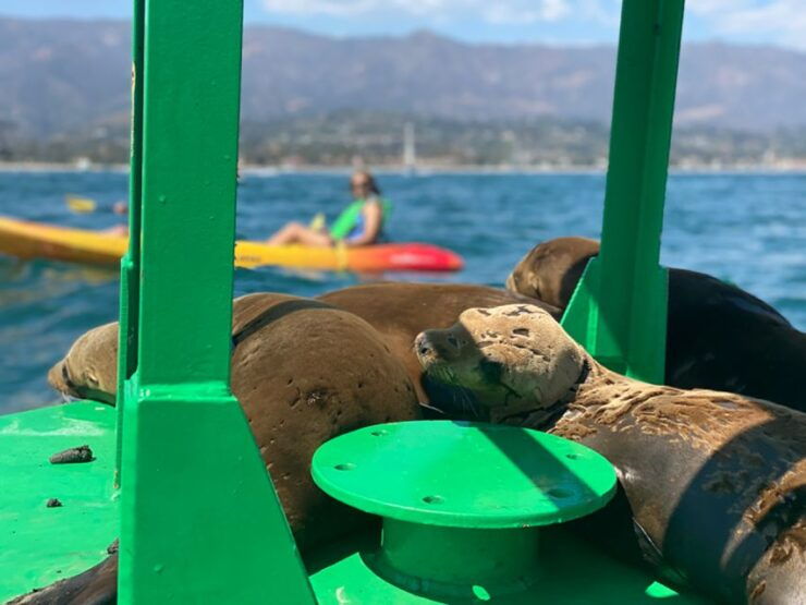 Santa Barbara: Guided Sea Lion Kayaking Tour - Booking Details