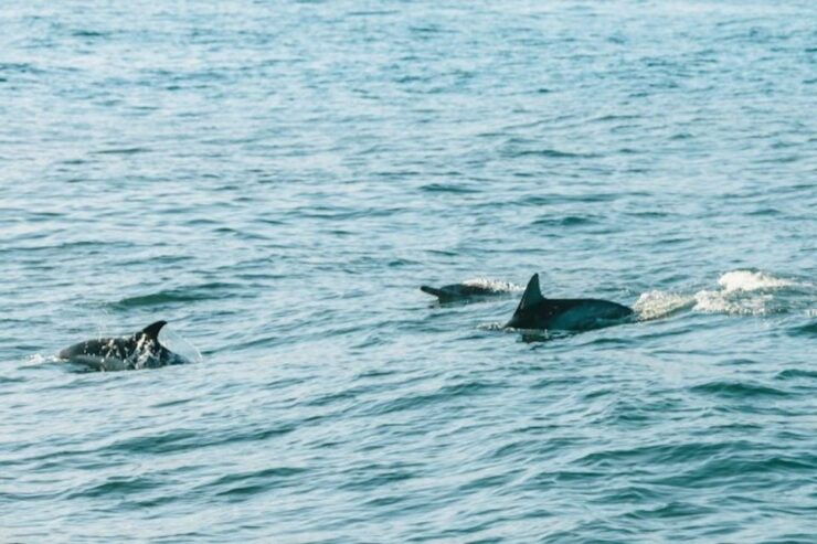 Santa Barbara: Whale Watching Catamaran Cruise With Bar - Experience Highlights