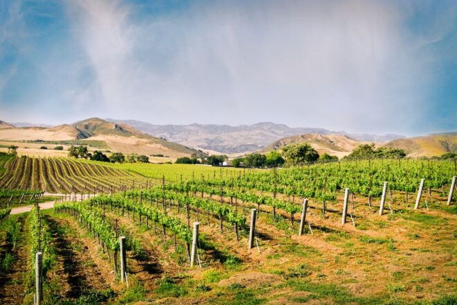 Santa Barbara: Wine Country Tour With Lunch - Customer Review
