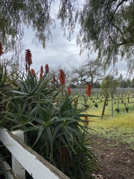 Santa Barbara: Wine Country Tour With Lunch - The Sum Up