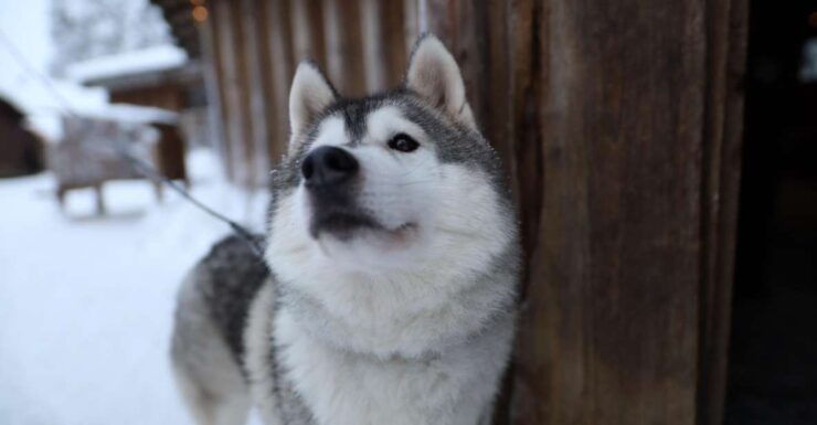 Santa Claus Village and Husky Guided Tour - Experience Highlights at Santa Claus Village