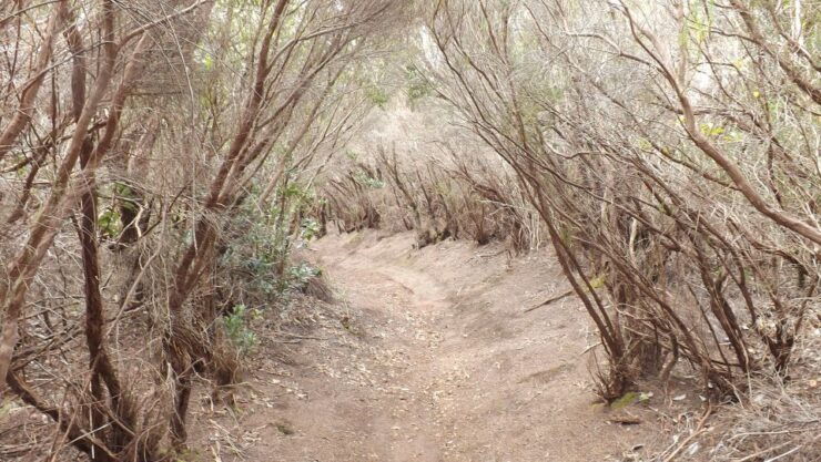 Santa Cruz De Tenerife: 2-Hour Hiking Tour in Anaga Forest - Booking and Payment Information
