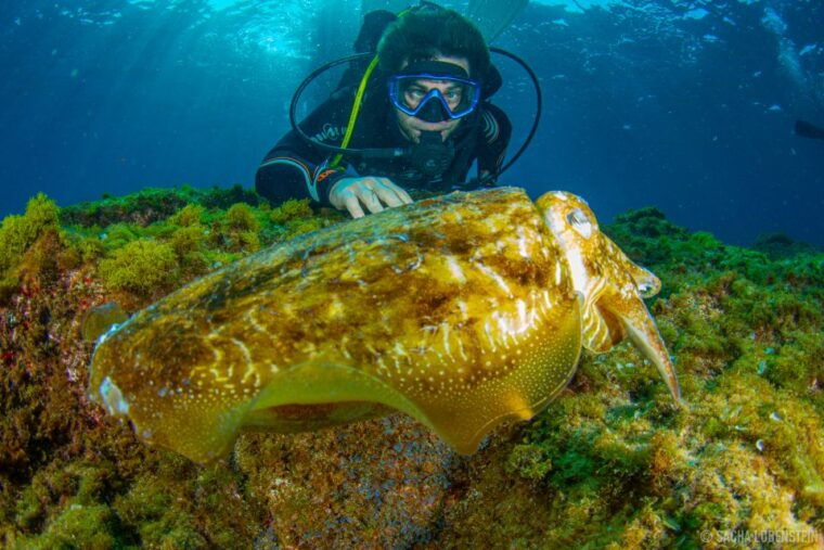 Santa Cruz De Tenerife: Advanced Introductory Course - What to Expect During the Dive
