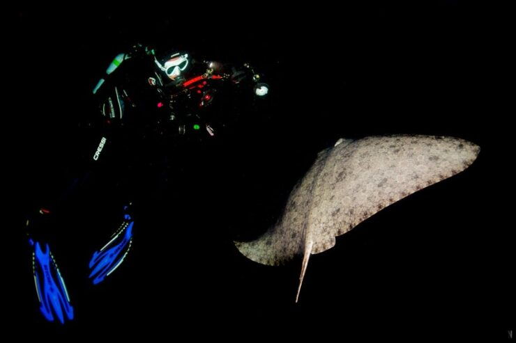 Santa Cruz De Tenerife: Nocturnal Life Guided Night Dive - Activity Details