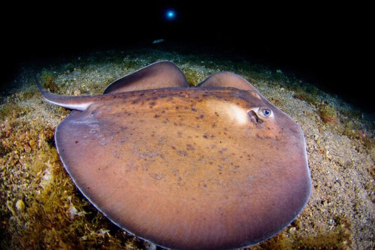 Santa Cruz De Tenerife: Nocturnal Life Guided Night Dive - Experience Highlights
