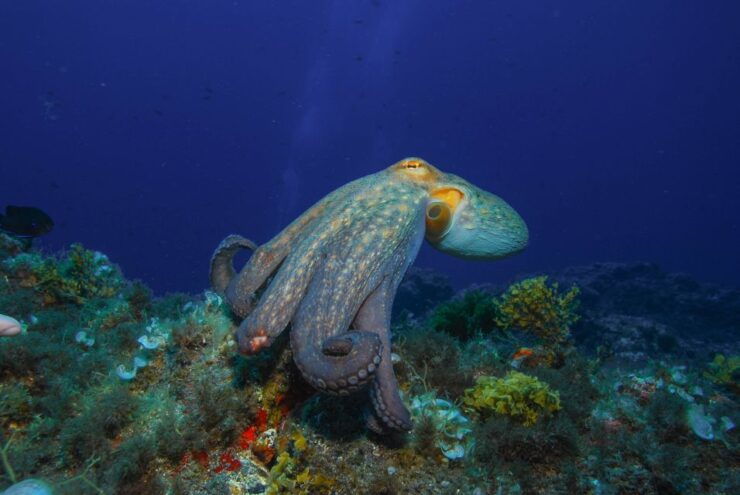 Santa Cruz De Tenerife: PADI Introductory Dive - Booking Information