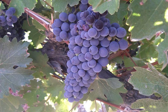 Santa Cruz & Viu Manent Private Day Tour From Santiago - Tour Itinerary