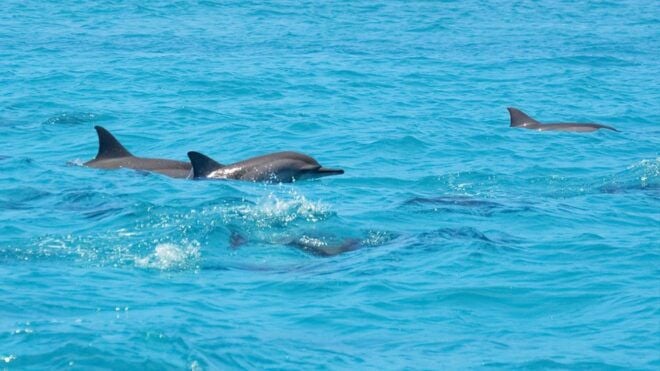 Santa Eulalia: Jet Ski Tour With Optional Dolphin Searching - Important Information