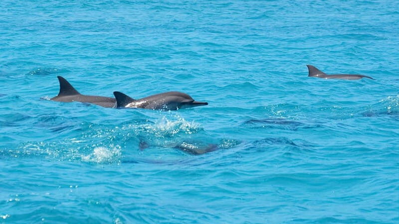 Santa Eulalia: Jet Ski Tour with Optional Dolphin Searching - Good To Know