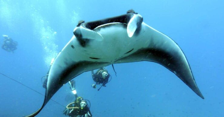 Santa Maria: Advance Open Water Diver - PADI or SSI Course - Good To Know