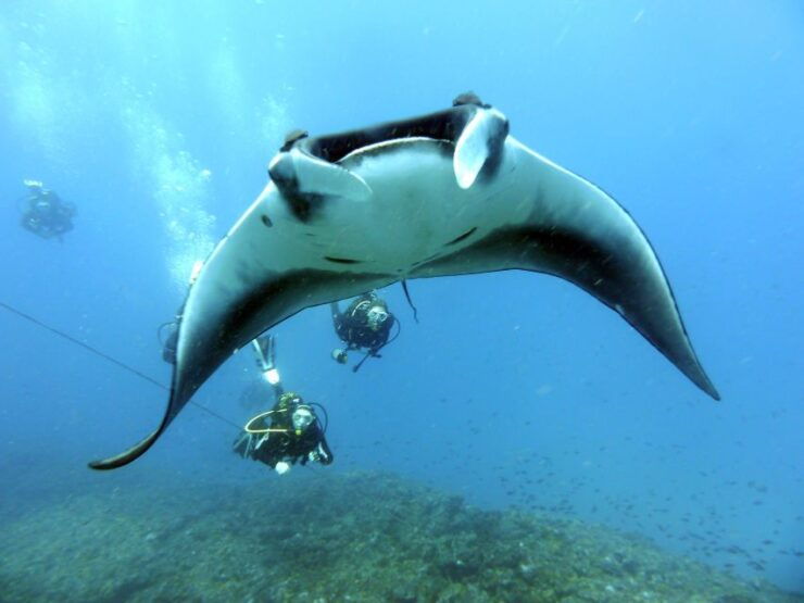 Santa Maria: Advance Open Water Diver - PADI or SSI Course - Course Description
