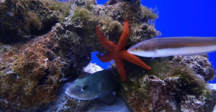 Santa Maria Al Bagno: Aquarium of Salento Ticket and Tour - Ticket Price and Inclusions