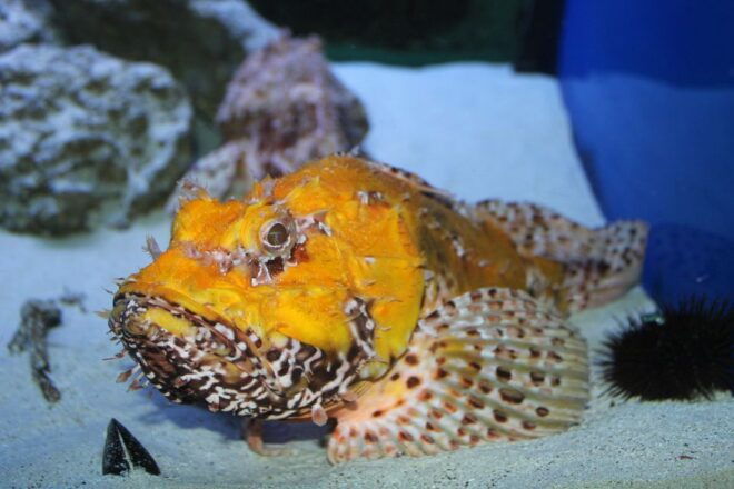 Santa Maria Al Bagno: Aquarium of Salento Ticket and Tour - Activity Highlights in the Aquarium