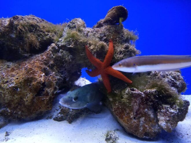 Santa Maria Al Bagno: Aquarium of Salento Ticket and Tour - Full Description of the Tour