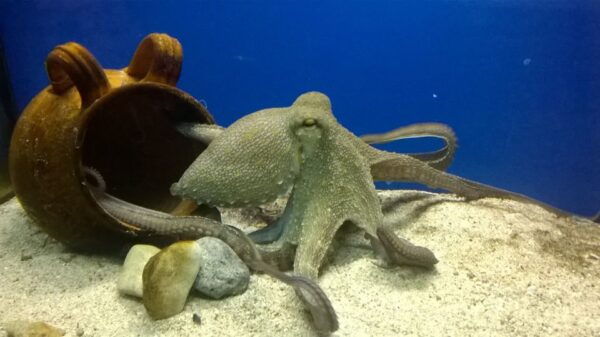 Santa Maria Al Bagno: Aquarium of Salento Ticket and Tour - Customer Reviews and Ratings