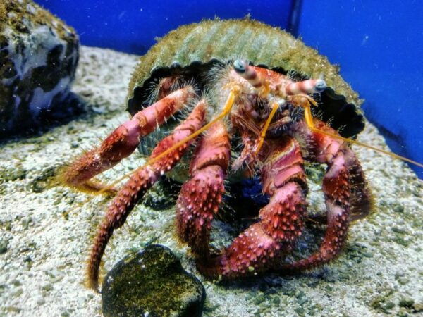 Santa Maria Al Bagno: Aquarium of Salento Ticket and Tour - Directions for Visiting Santa Maria Al Bagno