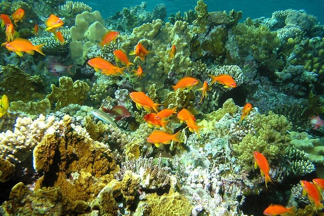 Santa Maria and Chileno Bay Snorkel Adventure Los Cabos - How to Book the Snorkel Adventure