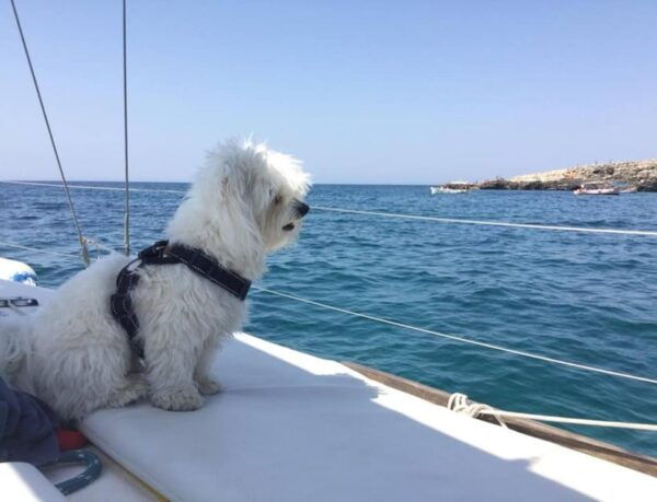 Santa Maria Di Leuca: Sailing Trip With Lunch - Meeting Point Details