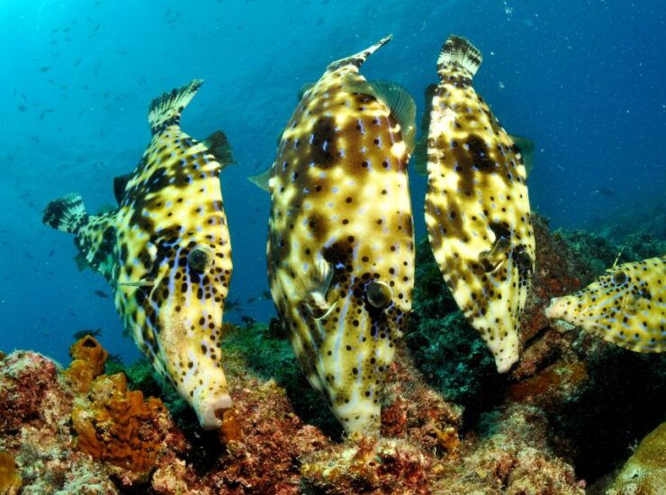 Santa Maria: Discover Scuba Diving - Pricing and Duration