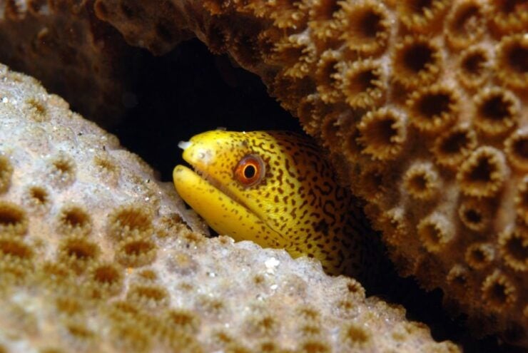 Santa Maria: Half-Day Diving Trip in Sal With Pickup - Trip Details