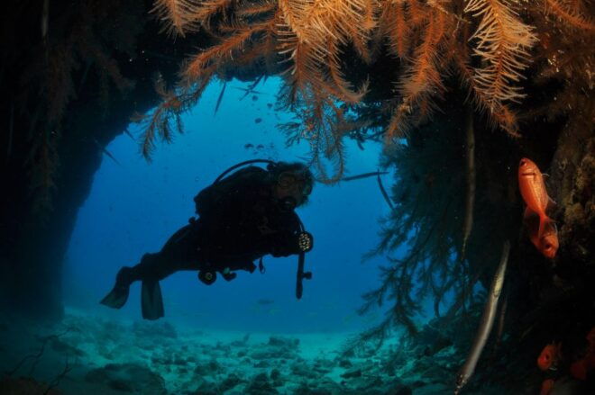 Santa Maria: Half-Day Diving Trip in Sal With Pickup - Customer Reviews