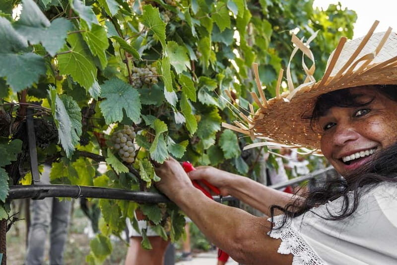 Santa Maria Imbaro: Grape Harvest with Pressing + Picnic among olive trees and vineyards - Good To Know