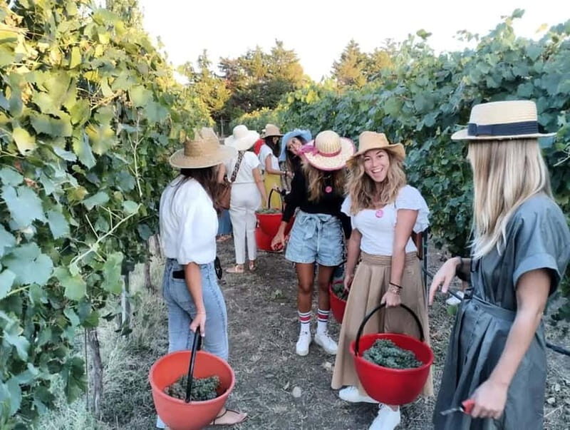 Santa Maria Imbaro: Grape Harvest with Pressing + Picnic among olive trees and vineyards - Who is this experience best suited for?