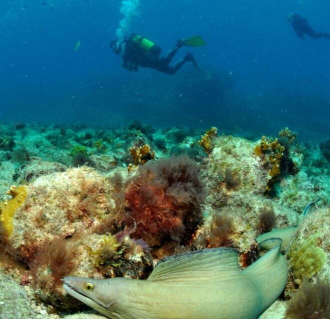 Santa Maria: Open Water Diver - PADI or SSI Course - Frequently Asked Questions