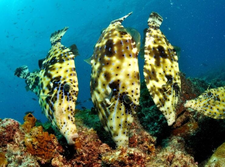 Santa Maria: Review Diving Course With 2 Guided Dives - Booking Information