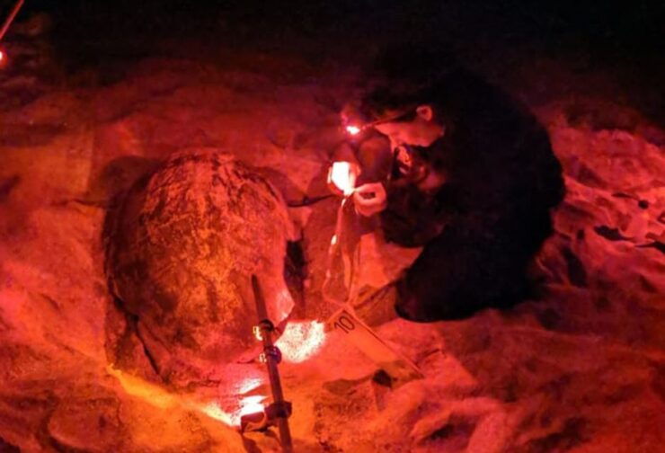 Santa Maria, Sal Island: Sea Turtle Watching Experience - Good To Know