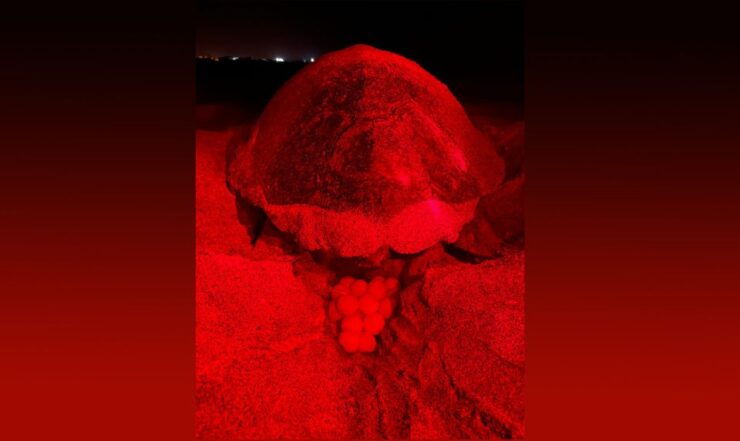 Santa Maria, Sal Island: Sea Turtle Watching Experience - Tour Information