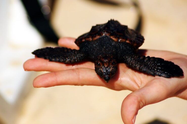 Santa Maria, Sal Island: Sea Turtle Watching Experience - Experience Highlights
