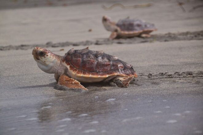Santa Maria, Sal Island: Sea Turtle Watching Experience - Directions