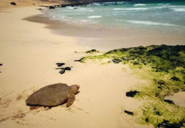 Santa Maria, Sal Island: Sea Turtle Watching Experience - Frequently Asked Questions