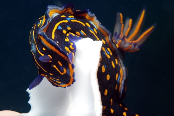 Santa Maria: Scuba Diving Package With 3 Dives - Frequently Asked Questions
