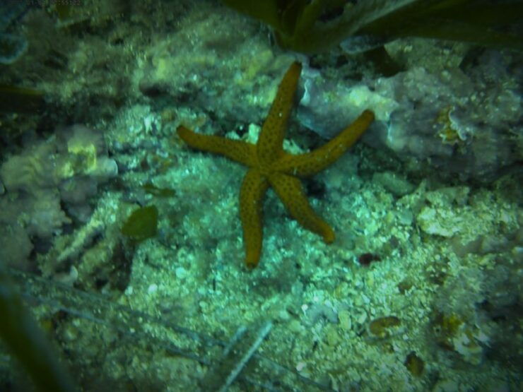 Santa Pola: 3-Hour Scuba Diving Near Tabarca - Booking Details