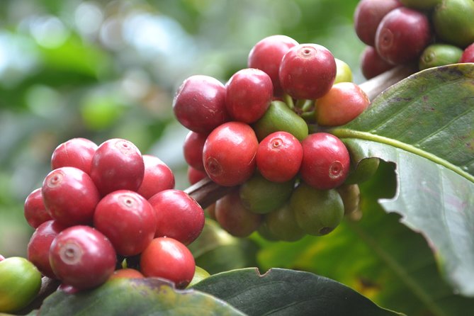 Santa Rosa Del Cabal Half-Day Coffee Tour at La Finca Del Cafe  - Pereira - Hands-On Coffee Plantation Experience