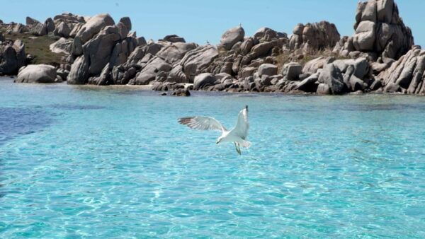 Santa Teresa: Speedboat Tour Around Lavezzi and Piana Island - Whats Included in Your Tour