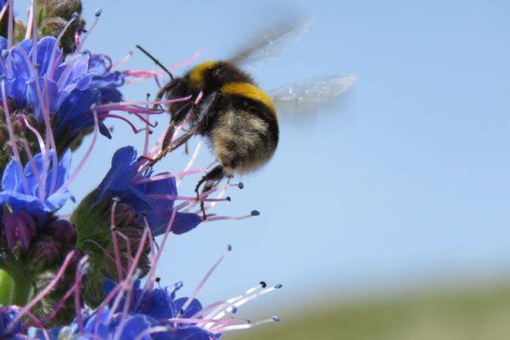 Santana Jeep Tour - Unveiling the Gems of Madeira's East - Tour Overview