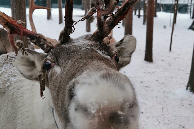 Santas Reindeer & Husky Safari Santa Elf Farm Aurora BBQ! - Tour Overview and Logistics