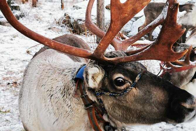 Santas Reindeer & Husky Safari Santa Elf Farm Aurora BBQ! - Traveler Reviews and Photos
