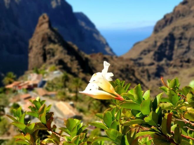 Santiago Del Teide: Masca Canyon Full-Day Guided Hiking Tour - Restrictions and Requirements
