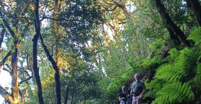 Santiago Del Teide: Masca Enchanted Forest Hiking Tour - Inclusions