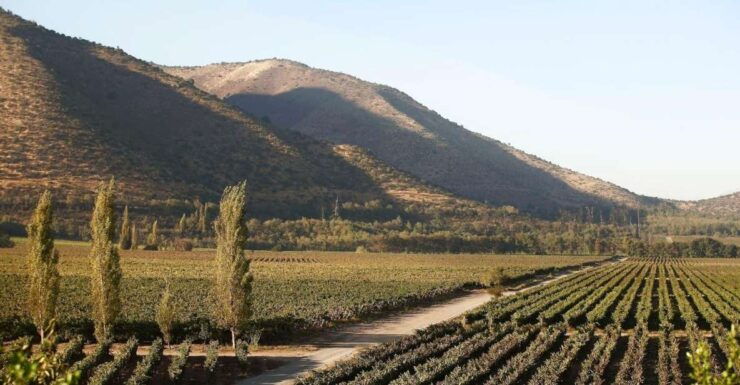 Santiago: Half–Day Santa Rita Vineyard Tour - Booking Information