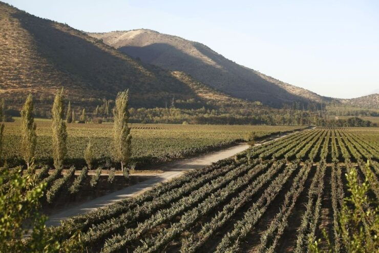Santiago: Half–Day Santa Rita Vineyard Tour - Experience Highlights