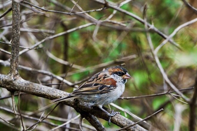 Santiago: Monte Tchota Natural Park to Pico Dantónia Hike - Important Information